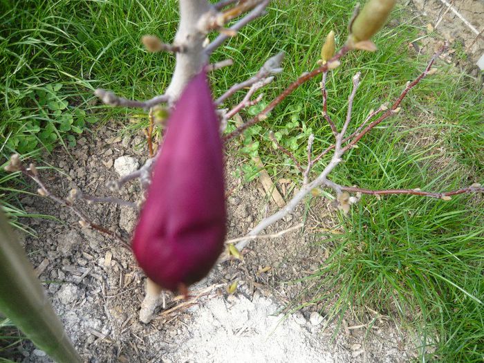 Picture 1663 - curtea primavara