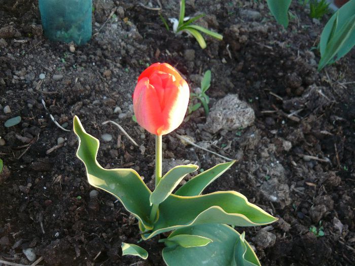 Picture 1665 - curtea primavara