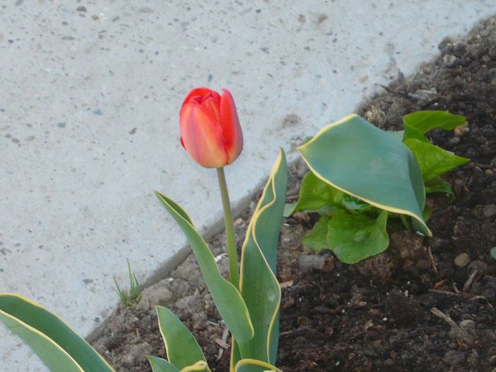 Picture 1667 - curtea primavara