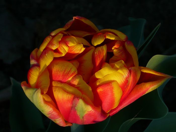 Picture 1668 - curtea primavara