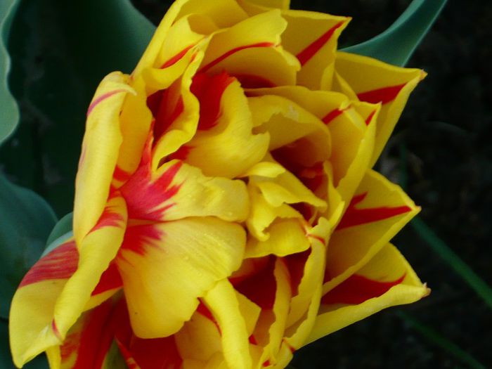 Picture 1669 - curtea primavara