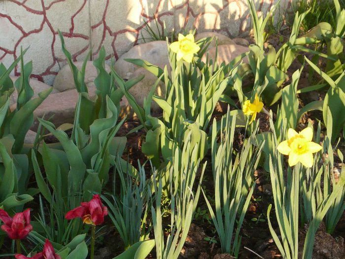 Picture 1673 - curtea primavara