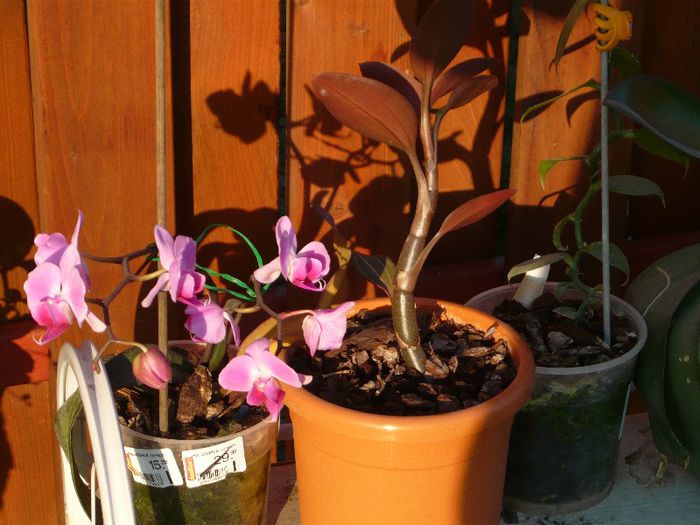 Picture 1674 - curtea primavara