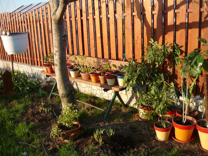 Picture 1676 - curtea primavara