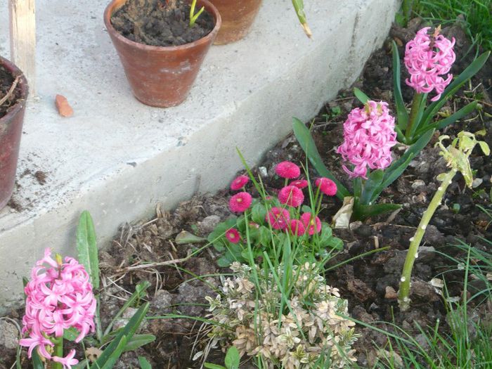 Picture 1678 - curtea primavara