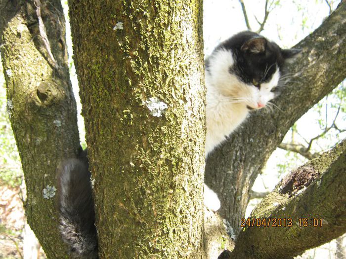 IMG_2319 - Aprilie la tara