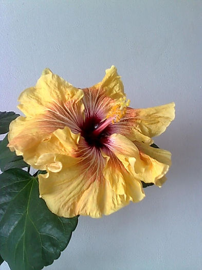 IRISH EYES -infloreste simplu dar si dublu - HIBISCUS-2012