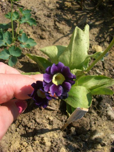 Primula pubescens