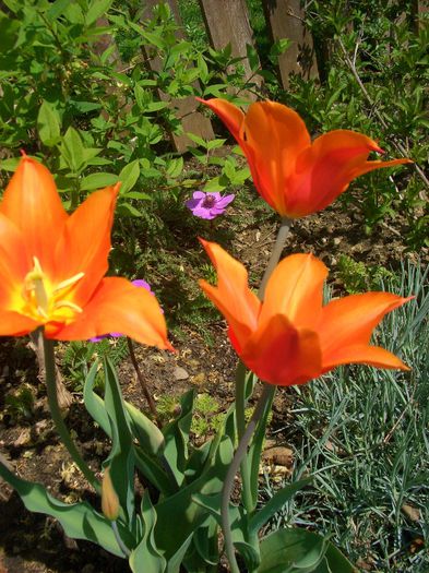 Tulipa Ballerina