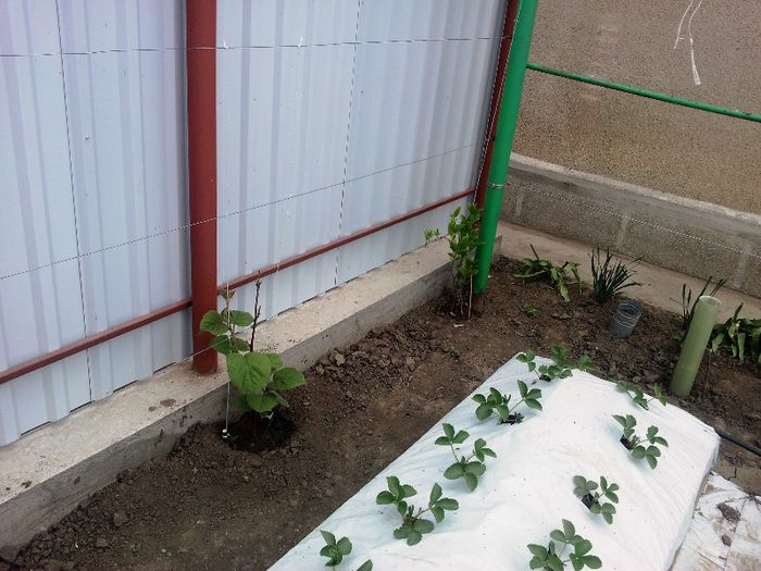 Kiwi Jenny si Kiwi Issai