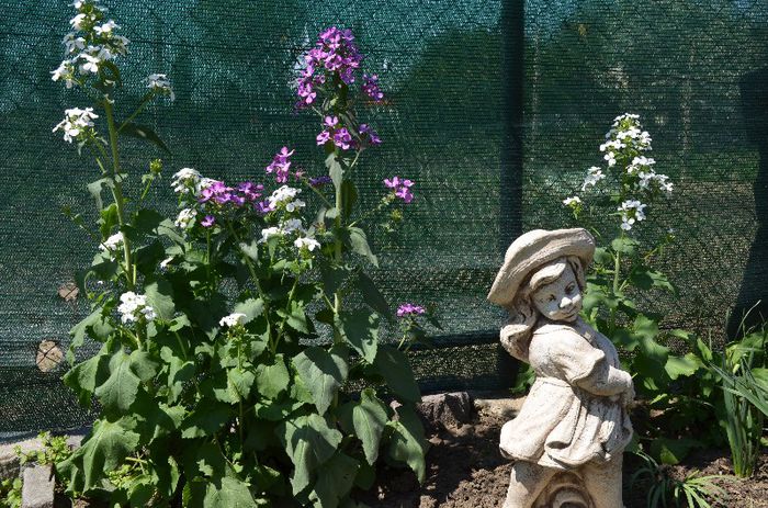 DSC_0780 - 1Gradina mult visata