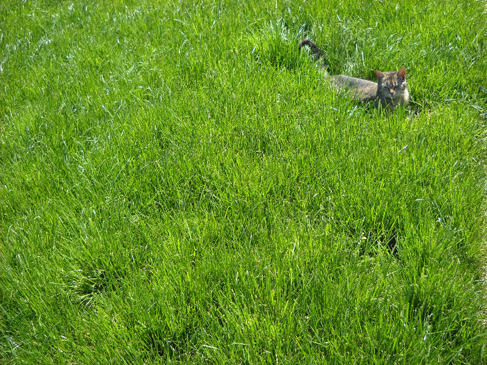 STAU LA SOARE ,pRIN IARBA VERDE - Flori de gradina - 2013