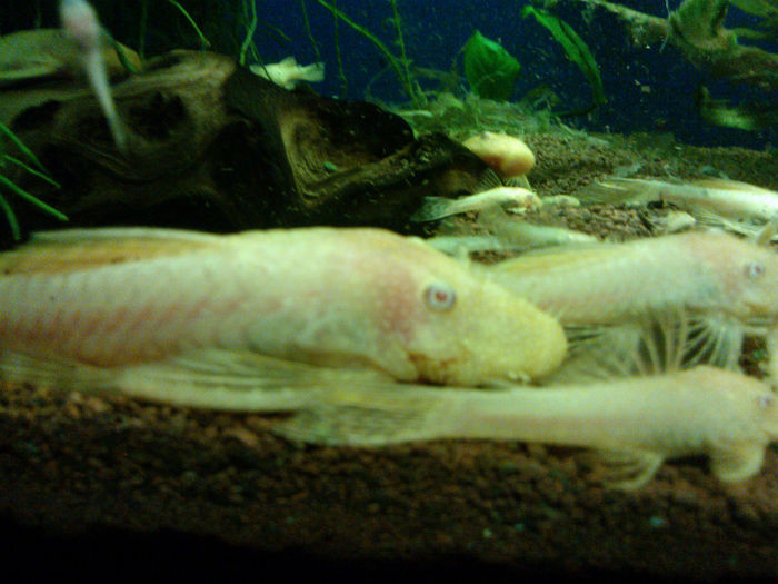 WP_000449 - ancistrus albino