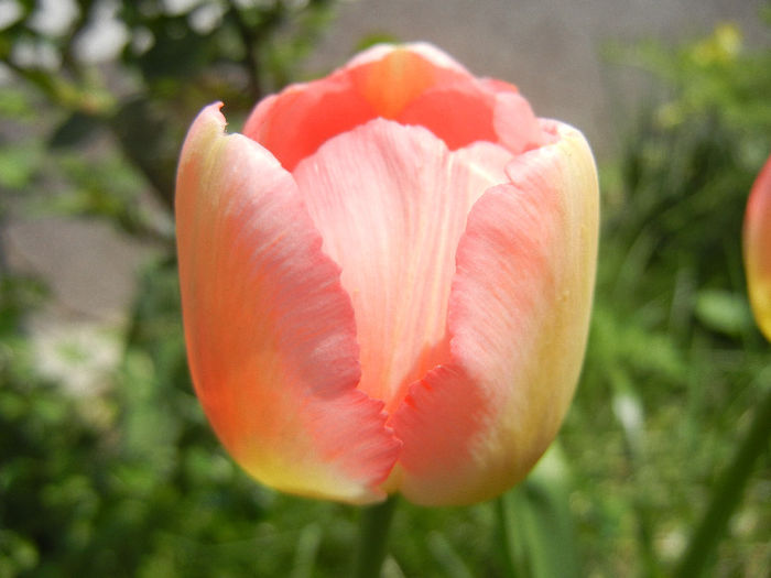 Tulipa Judith Leyster (2013, April 22) - Tulipa Judith Leyster
