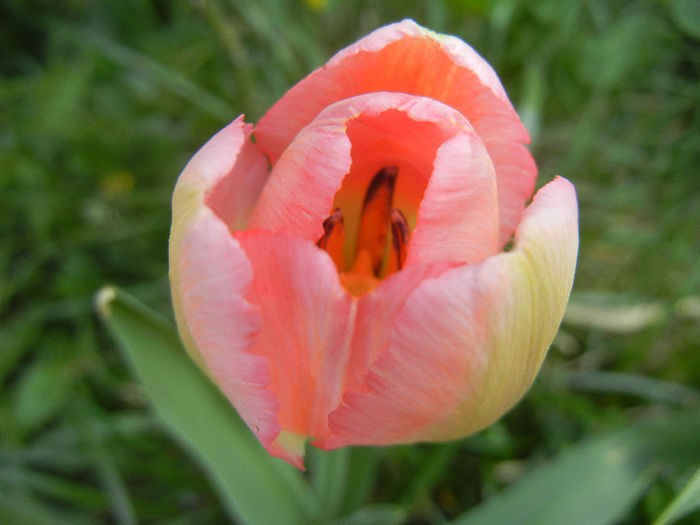 Tulipa Judith Leyster (2013, April 22) - Tulipa Judith Leyster