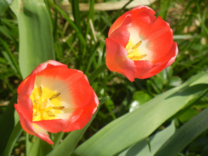 Tulipa Judith Leyster (2013, April 23)