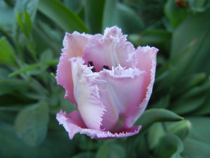 Tulipa Canova (2013, April 25)