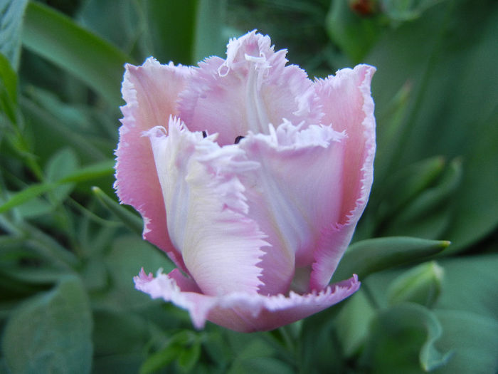 Tulipa Canova (2013, April 25)