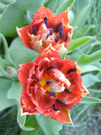 Tulipa Maroon (2013, April 25)