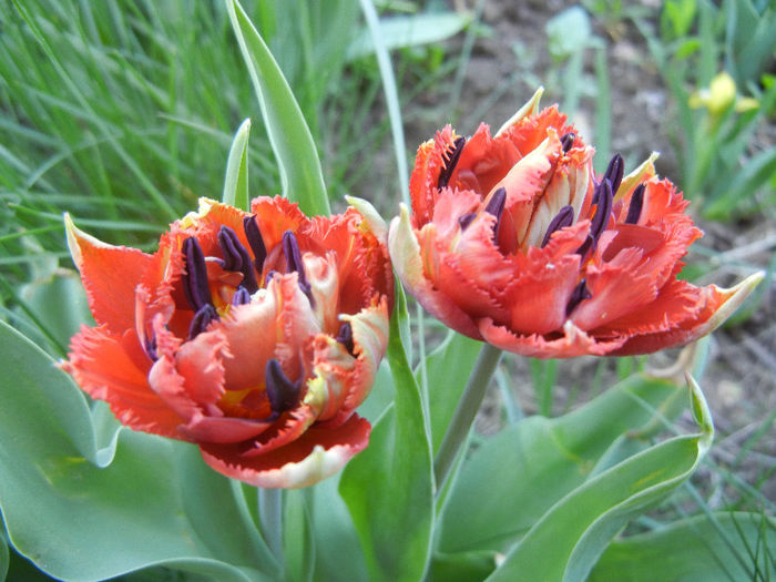 Tulipa Maroon (2013, April 25) - Tulipa Maroon