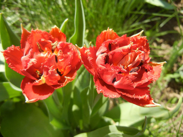 Tulipa Maroon (2013, April 25) - Tulipa Maroon