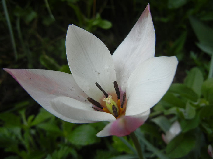 Tulipa Peppermint Stick (2013, April 22)