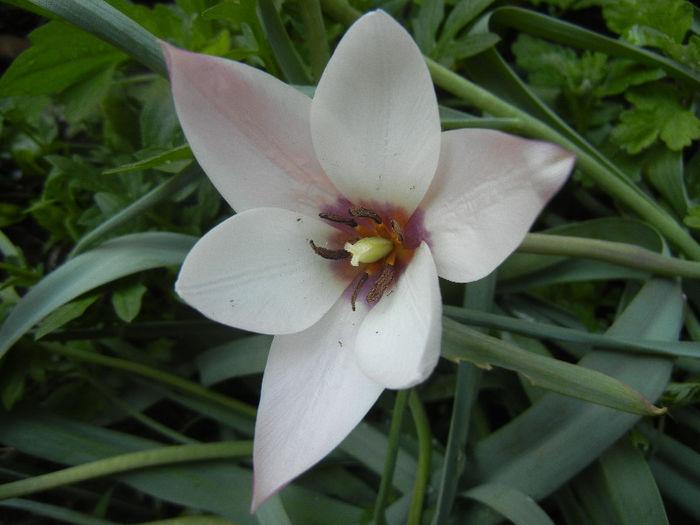 Tulipa Peppermint Stick (2013, April 22) - Tulipa Peppermint Stick