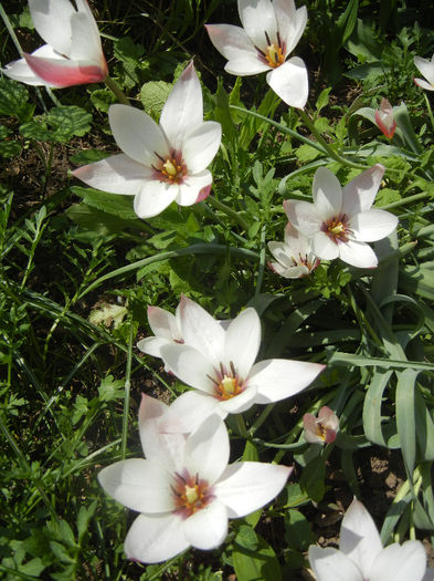 Tulipa Peppermint Stick (2013, April 23) - Tulipa Peppermint Stick