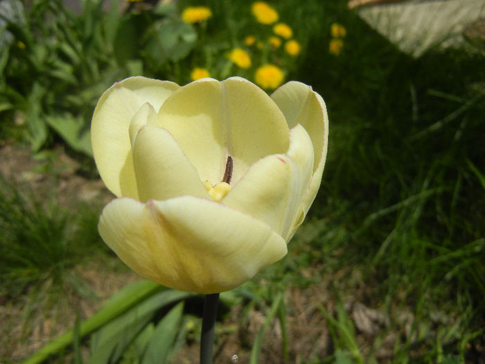 Tulipa Shirley (2013, April 23)