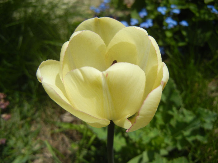 Tulipa Shirley (2013, April 23)