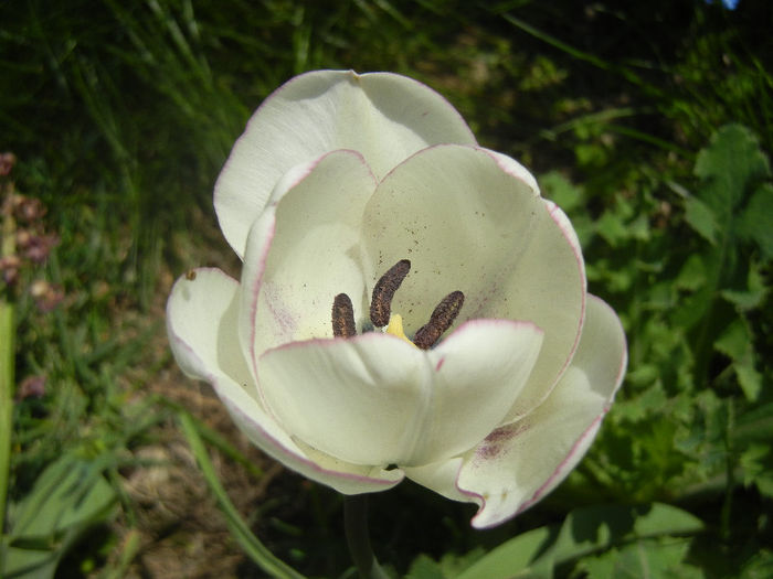 Tulipa Shirley (2013, April 24)