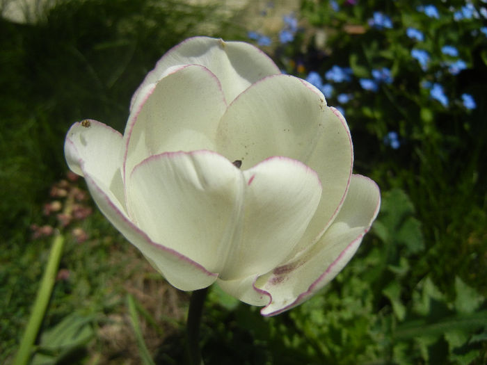 Tulipa Shirley (2013, April 24) - Tulipa Shirley