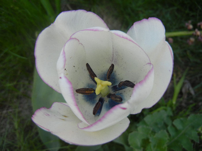 Tulipa Shirley (2013, April 25)