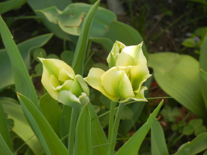 Tulipa Spring Green (2013, April 22) - Tulipa Spring Green