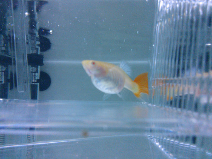 WP_000278 - guppy red moscow albino 2013