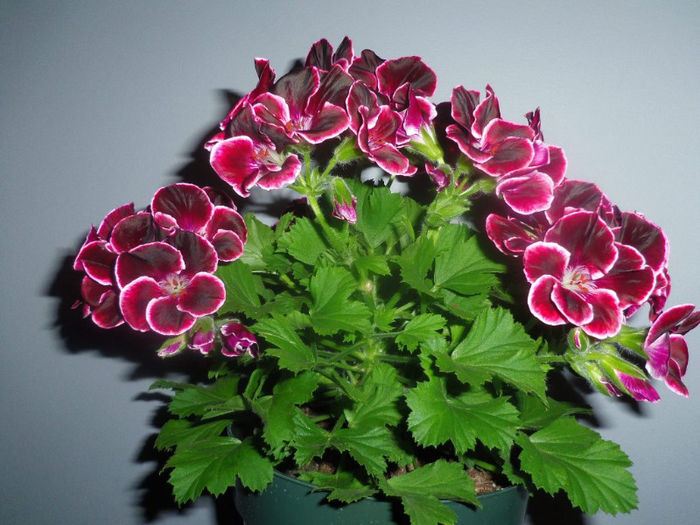 25 apr. 2013 - 2013 Pelargonium