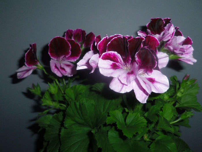 25 apr. 2013 - 2013 Pelargonium