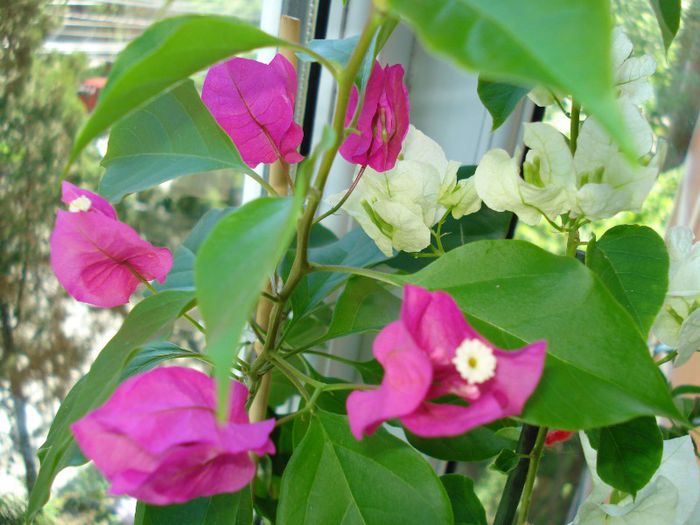 DSC06567 - FLORI 2013