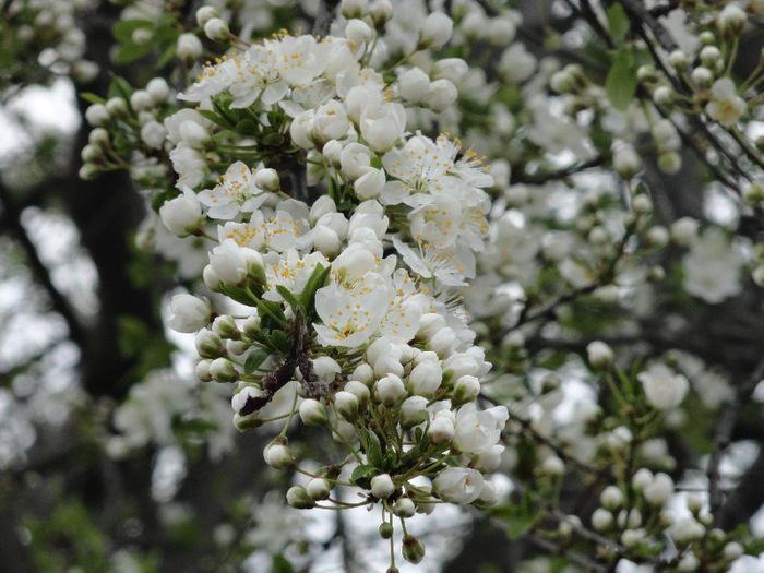DSC06000 - gradina mea