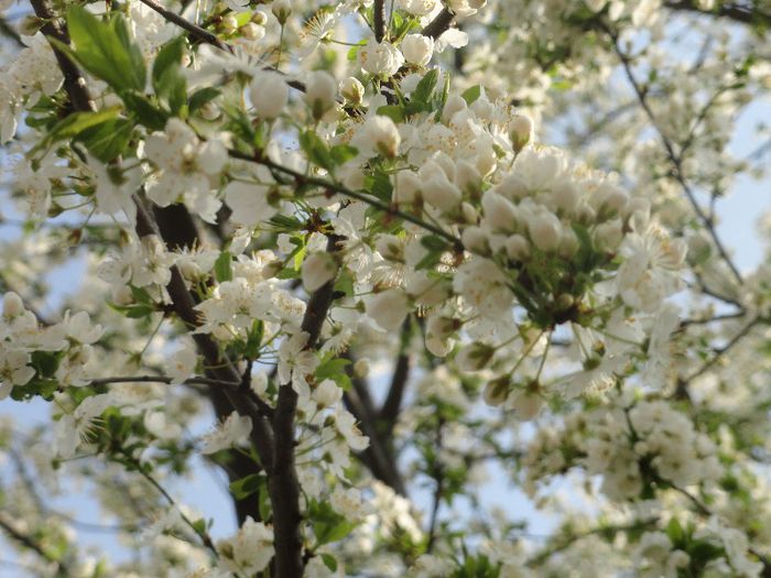 DSC06044 - gradina mea