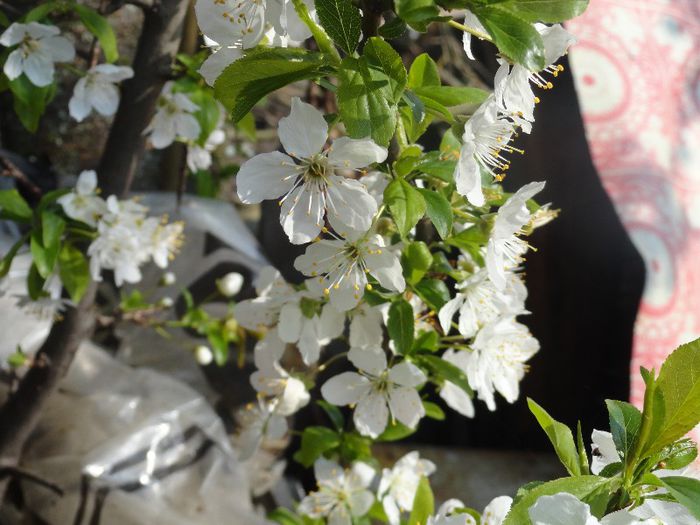 DSC06045 - gradina mea