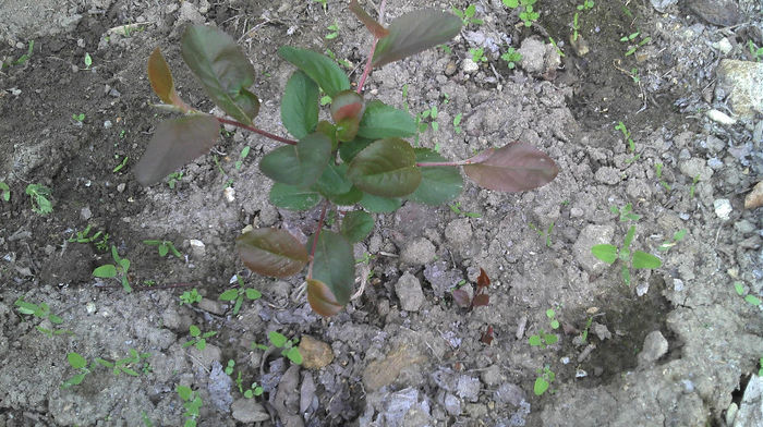 2013-04-21 07.45.20 - Aronia