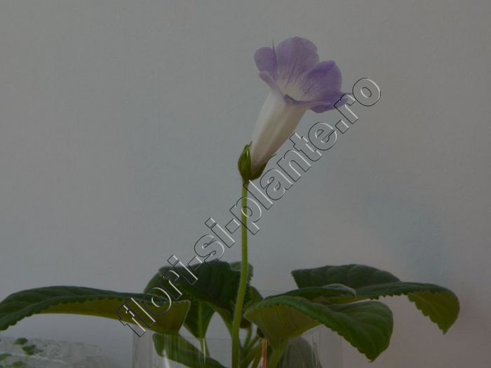 Sinningia Luci s My beauty - GLOXINIA_SINNINGIA - Hibrizii mei -My hybrids