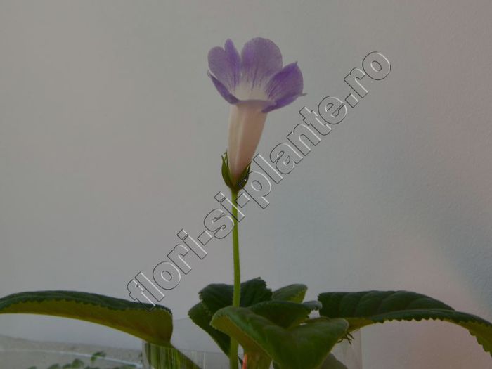 Sinningia Luci s My beauty - GLOXINIA_SINNINGIA - Hibrizii mei -My hybrids