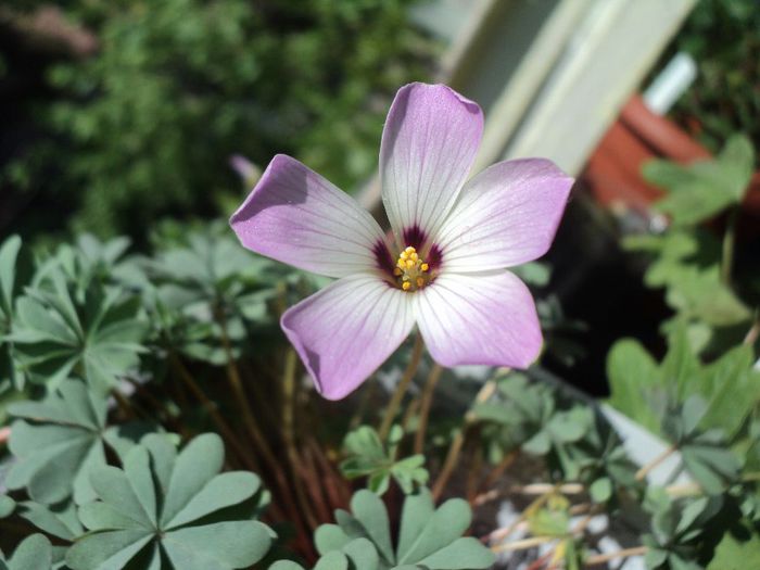 oxalis adenophila - 25 aprilie