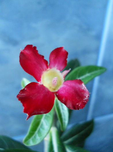 Adenium