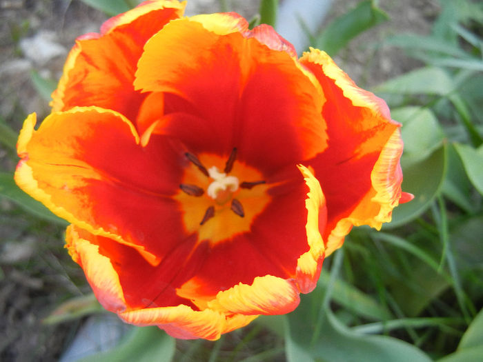 Tulipa Bright Parrot (2013, April 22)