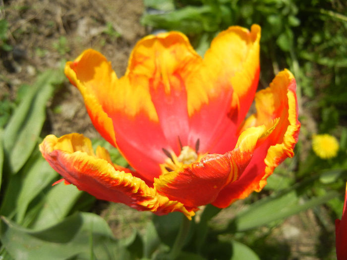 Tulipa Bright Parrot (2013, April 23)