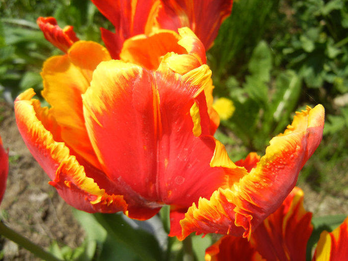 Tulipa Bright Parrot (2013, April 23)