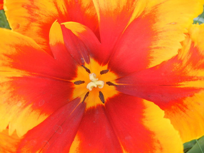 Tulipa Bright Parrot (2013, April 25)